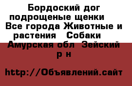 Бордоский дог подрощеные щенки.  - Все города Животные и растения » Собаки   . Амурская обл.,Зейский р-н